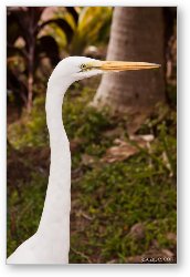 License: Great White Egret