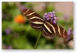License: Zebra Longwing Butterfly