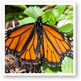 Monarch Butterfly Monarch Butterfly
