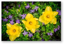 License: Three Daffodils in Blooming Periwinkle