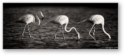 License: Flamingos Black and White Panoramic