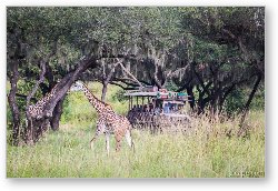 License: Giraffes on Safari