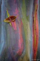 Colorful Rainbow Gum (Eucalyptus) Bark