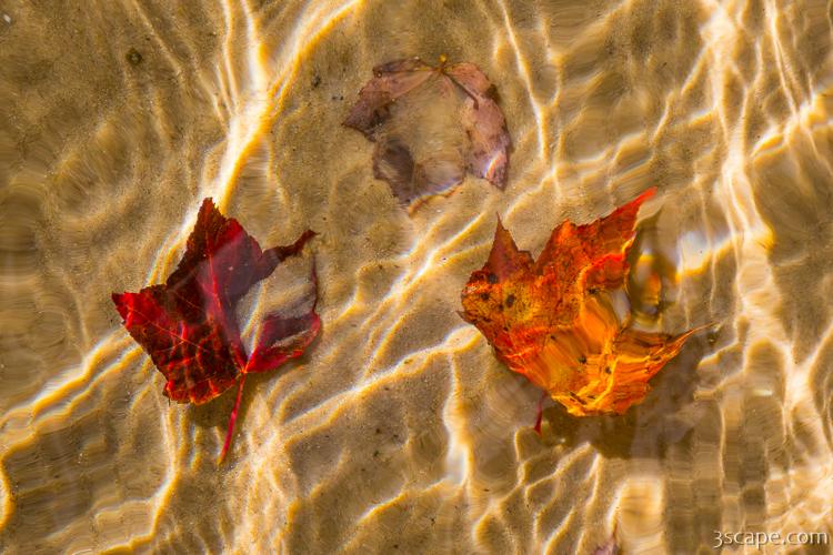 Fall Leaves in the Water