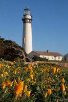 Pigeon Point Lighthouse and California Poppies