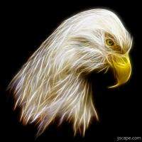 Bald Eagle Fractal