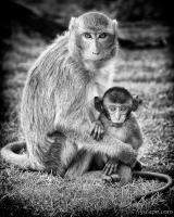 Mother and Baby Monkey B&W