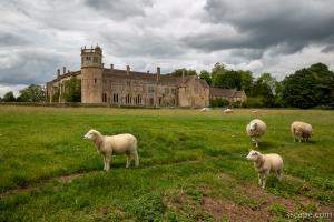 Sheep on Lacock Abbey Grounds