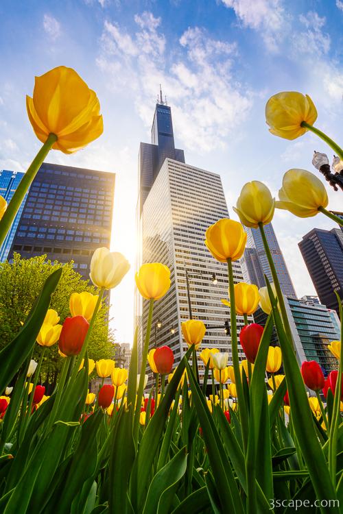 Chicago Tulips & Willis Tower Morning