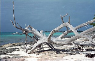 Driftwood on the beach