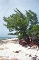 Conch Shells