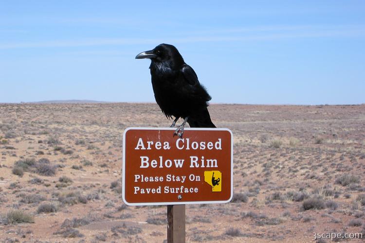 Desert Crow