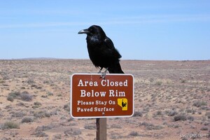 Just a crow