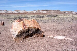 Petrified wood