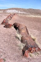 Petrified tree