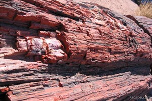 Petrified wood, close-up