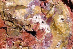 Petrified wood close-up