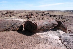 Petrified log