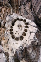 What a cactus looks on the inside