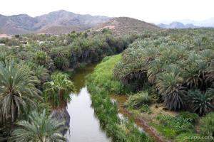 Mulege oasis
