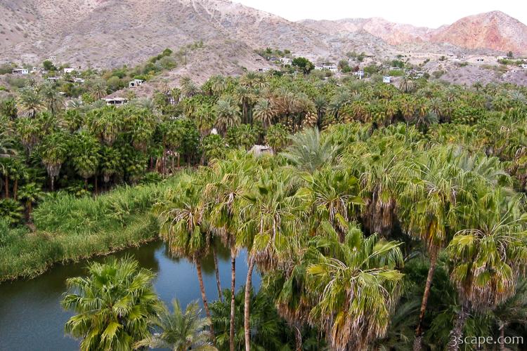 Mulege oasis