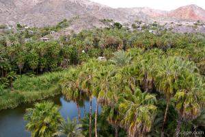 Mulege oasis