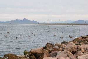 Birds on the Sea of Cortez