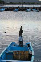 Pelican