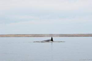 Our first look at a whale