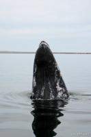 Gray Whale