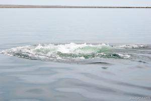 Gray Whale sloshing back in the water