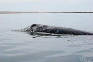 Gray Whale