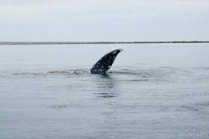 Gray Whale fin