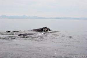 Gray Whale