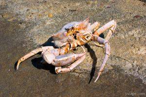 Crab shell, but no crab