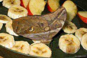 Butterfly on banana