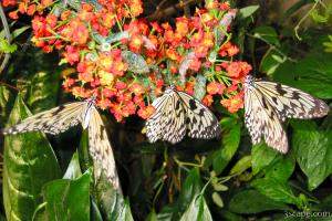 Three Butterflies