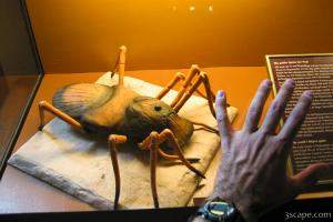 Huge bug (Naturhistorisches Museum)