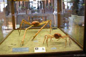 Huge crabs (Naturhistorisches Museum)