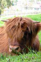 Highland Cow