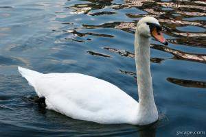 Swan