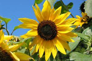 Sunflower