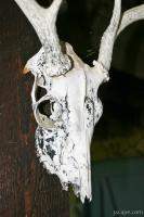 Skull