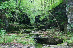 Ozark forest (Mark Twain National Forest)