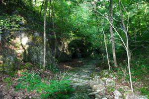Ozark forest (Mark Twain National Forest)