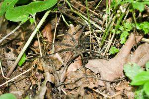 Huge spider