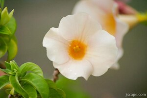 Next: Gardenia