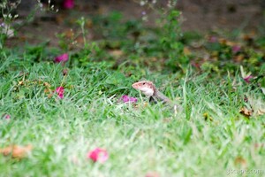 Lizard