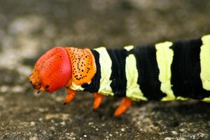Caterpillar