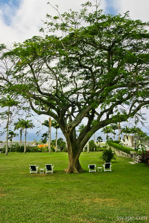 Relaxation at Ottley's Plantation Inn